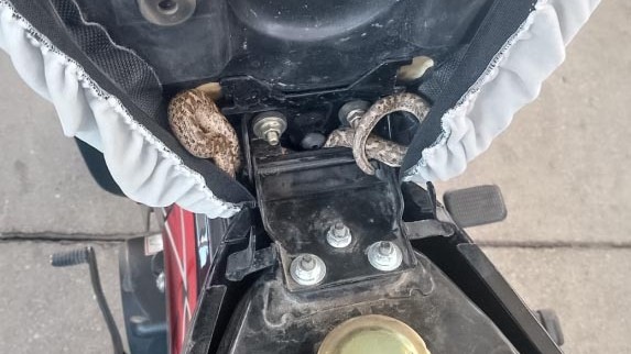 Aksaray'da motosikletin selesine giren yılanı itfaiyeciler çıkardı