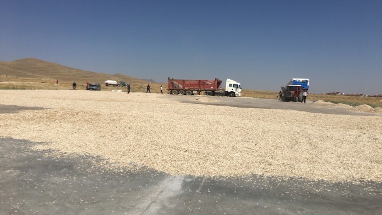 Kayseri'de ay çekirdeği için 10 bin metrekare beton kurutma alanı yapıldı