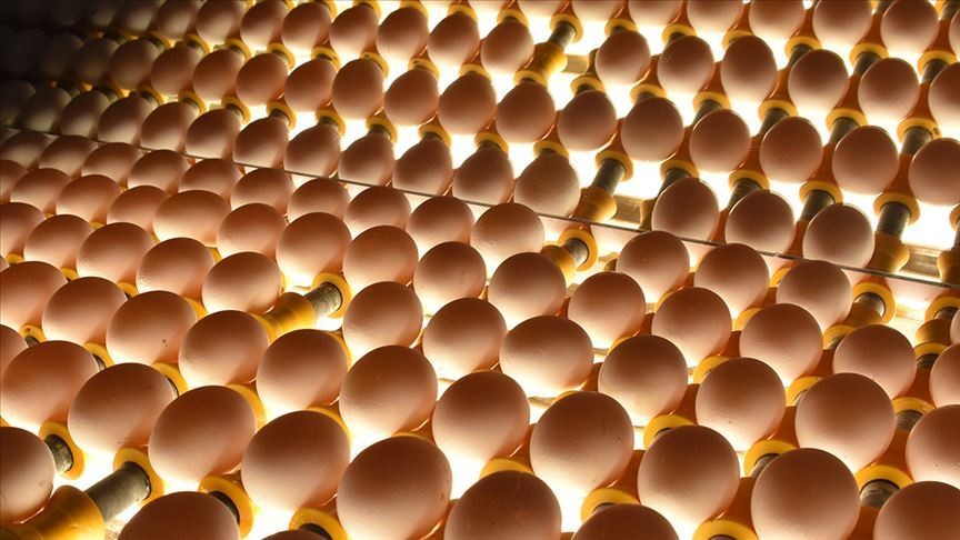 Yumurta tüketimi ''karantina'' etkisiyle arttı