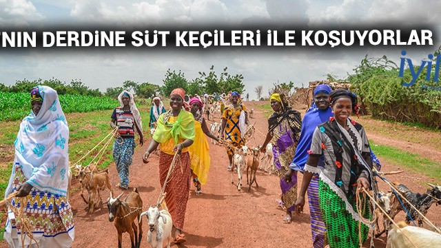 Afrika’nın derdine süt keçileri ile koşuyorlar