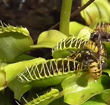 Böcek katili sinek kapan bitkisi