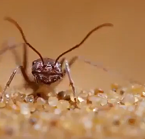 Karıncanın akreple inanılmaz mücadelesi!