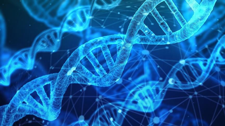 DNA yaşam süresi hakkında ipuçları veriyor!